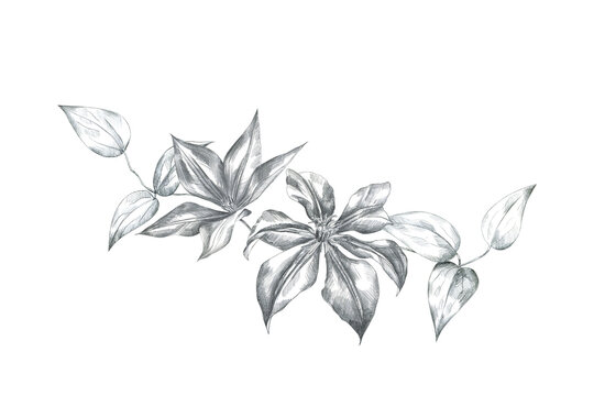 Hand drawn pencil sketch clematis flowers and leaves composition. Floral illustration isolated on white background. Design wedding, cards, scrapbooking, cosmetics.