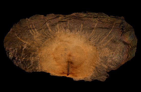 Oroxylum indicum broken bone tree winged seeds Asian native tree dispersed by wind and weather