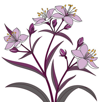 tradescantia pallida