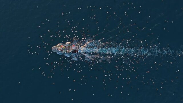 Top down aerial view of a fishing trawler returning to port after a day at sea. A large flock of seagulls follows the boat in the calm blue ocean water