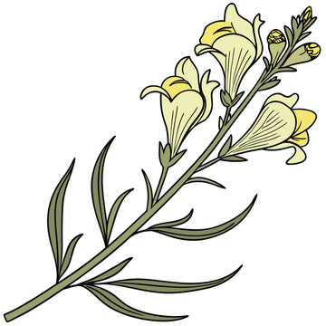 toadflax linaria vulgaris