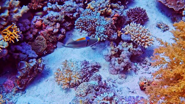 Picasso triggerfish swims over sandy seabed surrounded by colorful tropical reef corals