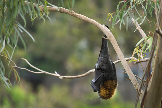 Grey-headed Flying-fox hanging from Eucalyptus branch