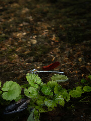 清流に水草とカワトンボ © satoru