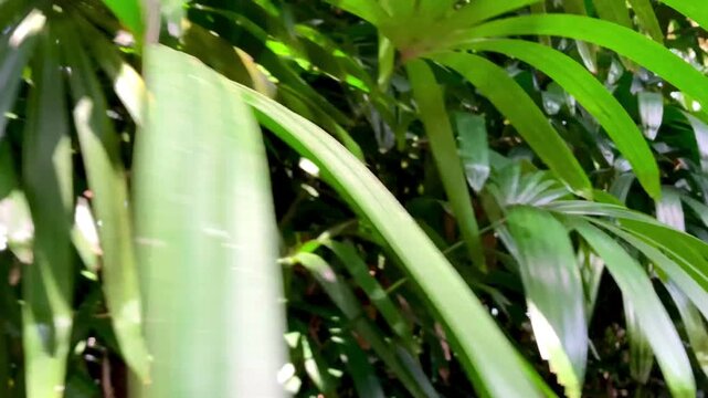 close up of vibrant green palm leaves in a tropical garden