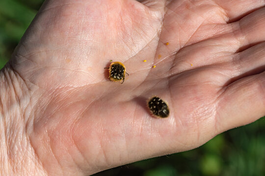 Two fuzzy brown beetles in a person hand - these are Tropinota hirta, garden pests that love to munch on flower buds and blossoms