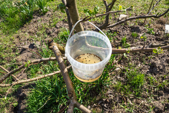 Passive monitoring trap using sugar-yeast bait solution for mass capture of phytophagous insects in orchard management