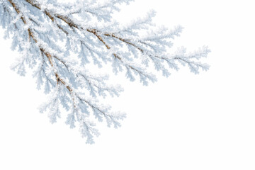 Obraz premium Close-up of delicate frosty tree branches covered in sparkling white hoarfrost against a clean white background, perfect for winter season designs and holiday promotions.