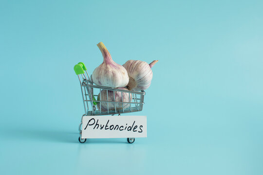 A garlic bulb in a cart in close-up on a light background and the inscription "phytoncides" on the side on the sign.
