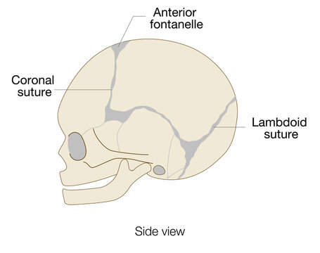 Infant skull anatomy diagram showing cranial sutures and fontanelle, side view