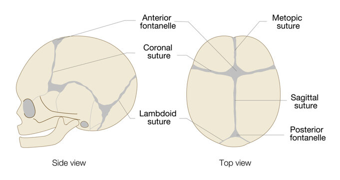 Infant skull anatomy diagram showing cranial sutures and fontanelle, top and side view