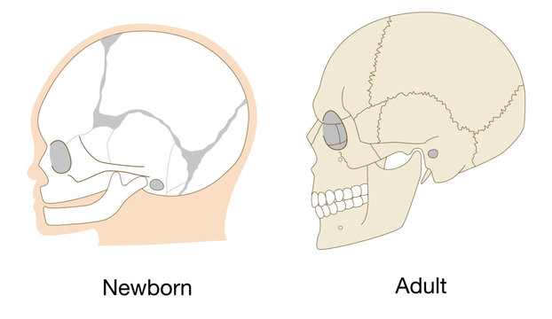 Comparison anatomy infant and adult skull development