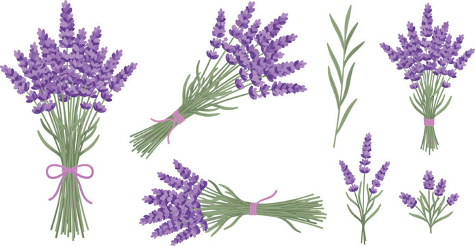 Lavender Flower Bouquet Vector Illustration Set Featuring Purple Lavender Bundles, Botanical Stems, Aromatic Herb Blossoms and Floral Decoration Elements