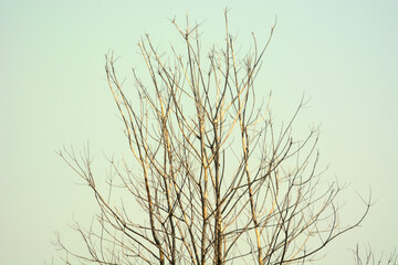 Obraz premium nature