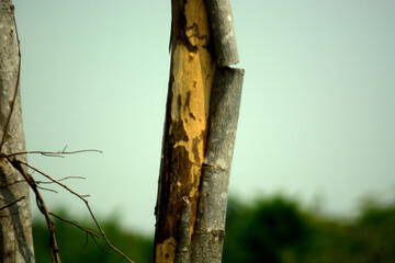 Fototapeta premium nature