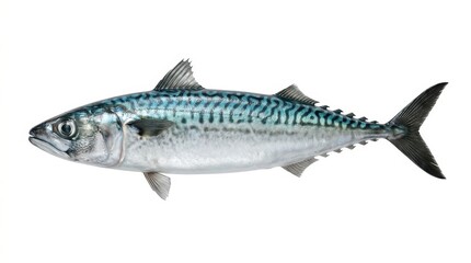 Fototapeta premium A single fresh atlantic mackerel fish, depicted in a realistic studio shot with a clean white background, highlighting its vibrant blue and silver scales.