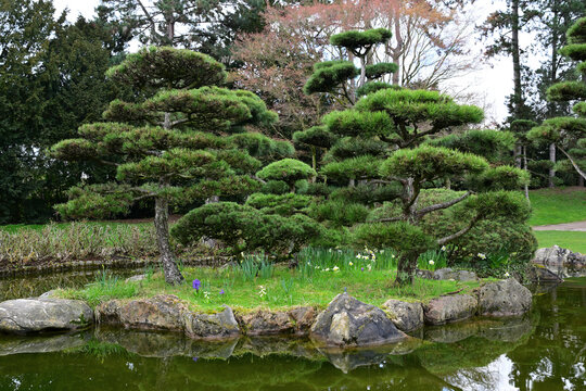 Pond in the Japanese Garden in D&uuml;sseldorf, Germany