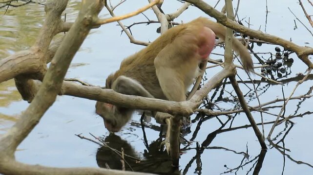 A macaque monkey drinking from a pool at a national park in Myanmar