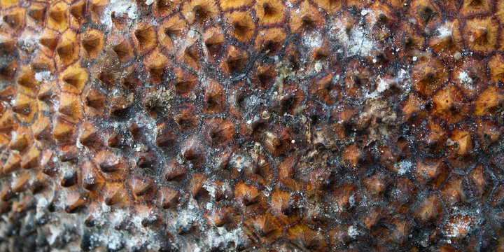 Details of the texture of the outer skin of the cempedak fruit which is yellowish brown with a unique blunt thorn pattern.