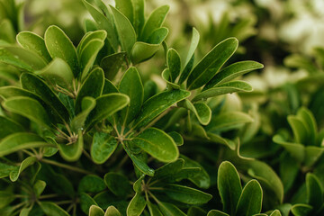 Fototapeta premium Exotic summer natural green leaves background. Fresh foliage texture concept for calendars, eco design and seasonal templates.