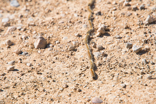 Thaumetopoea pityocampa, first caterpillars of the pine processionary caterpillar burial procession