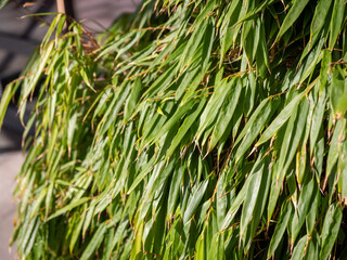 Obraz premium Green bamboo leaves in sunlight, dense plant foliage detail used as natural background texture in garden environment.