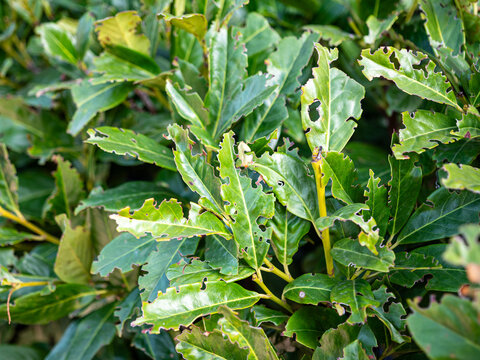 Green laurel leaves damaged by pests with holes and visible insect, plant disease and infestation on garden hedge, close up natural detail.