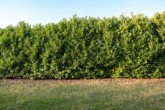 Cherry laurel hedge with dense green leaves in sunlight, trimmed garden shrub forming natural fence, outdoor landscaping and privacy concept.