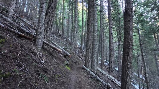 Winter hiking trail in Mount Hood National Forest near Tamanawas Falls with snow, and evergreen forest, Pacific Northwest 4K nature b roll footage for travel, adventure, background and outdoor content
