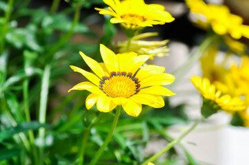 Fototapeta premium Gazania, Asteraceae or Clear Orange or Gazania rigens, Gazania rigens L Gaertn Clear Orange or yellow and orange flower