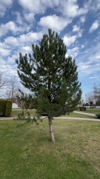 Windstorm. Stiff gale. The wind is so strong the fir tree bends. Windblown. Pine wood wobbles on the wind