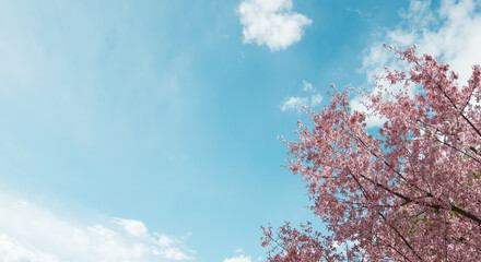 桜の花びらが舞う青空と満開の桜　入学卒業シーズンの春の背景 日本の季節と新生活 © tenpadasi