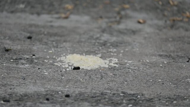 A male House Sparrow feeds on a pile of rice grains. Its other name Passer domesticus and Indian House sparrow. This is a&nbsp;bird&nbsp;of the&nbsp;sparrow&nbsp;family Passeridae, found in most parts of the world. 