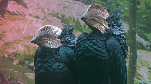 Two striking silvery-cheeked hornbills (Bycanistes brevis) perched together, showcasing their dark plumage and prominent, large casques atop their beaks, close up shot.