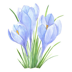 spring flowers crocuses, watercolor illustration for fabric, postcards, design, and dishes © Alla