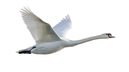 Obraz premium Graceful white mute swan in full flight with wings spread, beautifully isolated PNG on transparent background, majestic bird in motion