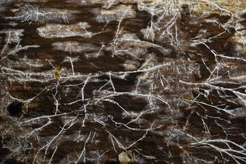 Close-Up of Mycelium Network on Decaying Wood Surface, Showcasing Nature's Intricate Fungal Patterns