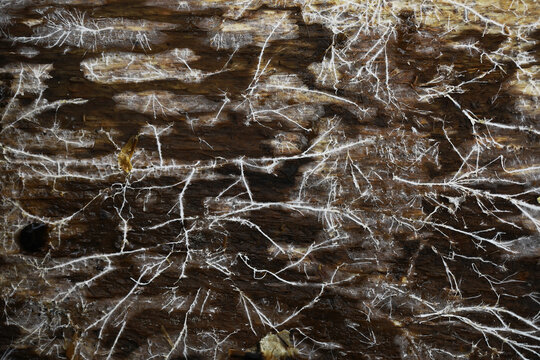 Close-Up of Mycelium Network on Decaying Wood Surface, Showcasing Nature's Intricate Fungal Patterns