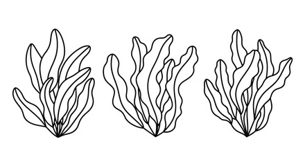 Three seaweed plants illustrated in a simple black silhouette © Sogir