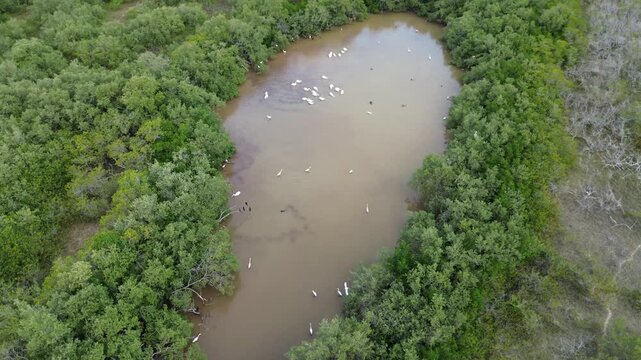 Cinematic drone orbit around birds feeding in a shallow saltwater pond, Holbox Mexico