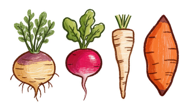 Hand-drawn crayon style root vegetables, including turnip, radish, parsnip, and sweet potato, isolated PNG on transparent background, fresh organic produce clipart