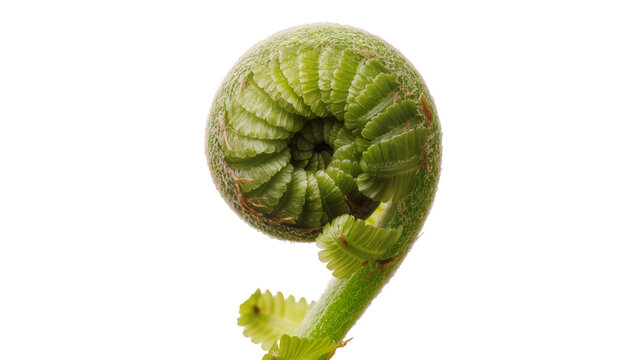 Vibrant green young fern fiddlehead unfurling, a delicate botanical spiral isolated on transparent background, fresh spring plant growth PNG