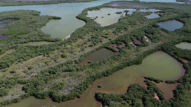Abstract aerial patterns of mangrove clusters and saltwater ponds on Holbox Island, Mexico