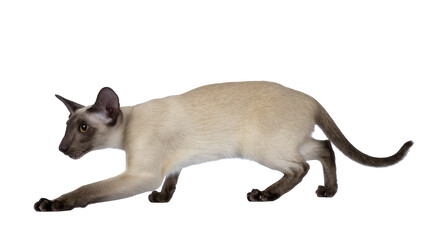 Obraz premium Elegant Siamese cat with seal point markings, crouching in a hunting stance, looking intently left, isolated PNG on transparent background, perfect for pet-themed designs
