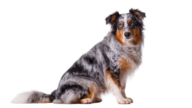 Beautiful blue merle Australian Shepherd dog with striking eyes, sitting calmly and looking directly at camera, isolated PNG for pet-related designs