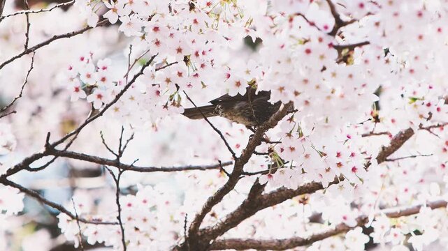 Brown-eared bulbuls and white cherry blossoms heralding spring, a beautiful spring background, and pretty birdsong
