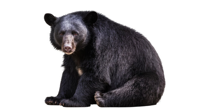 Majestic Asiatic black bear, also known as a moon bear, sitting calmly and looking forward, isolated on a transparent background, detailed wildlife animal PNG