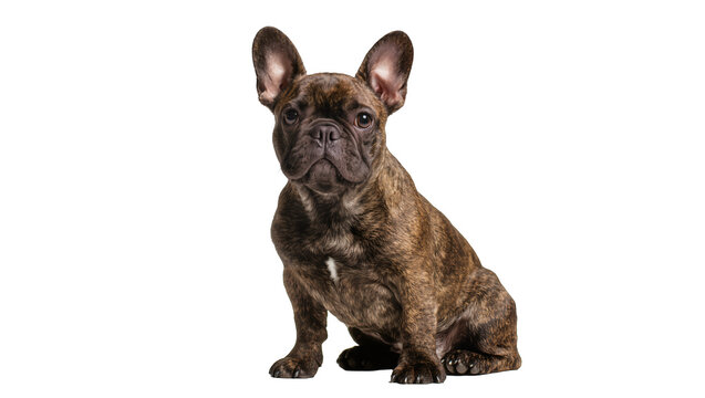 Cute brindle French Bulldog puppy sitting, looking at camera, isolated on transparent background, perfect for pet designs
