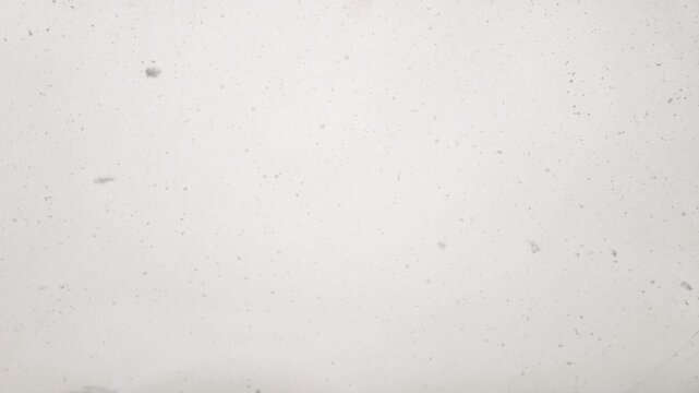 Large Snowflakes fall slowly against neutral gray sky background during calm winter day. Close-up shot captures texture of fluffy Large Snowflakes in free fall outdoors.