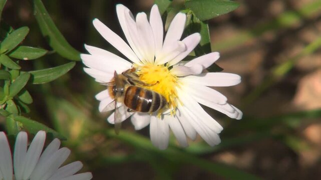 Bee Pollinating a Mountain, Field Flower, Bees Gathering Pollen, Macro